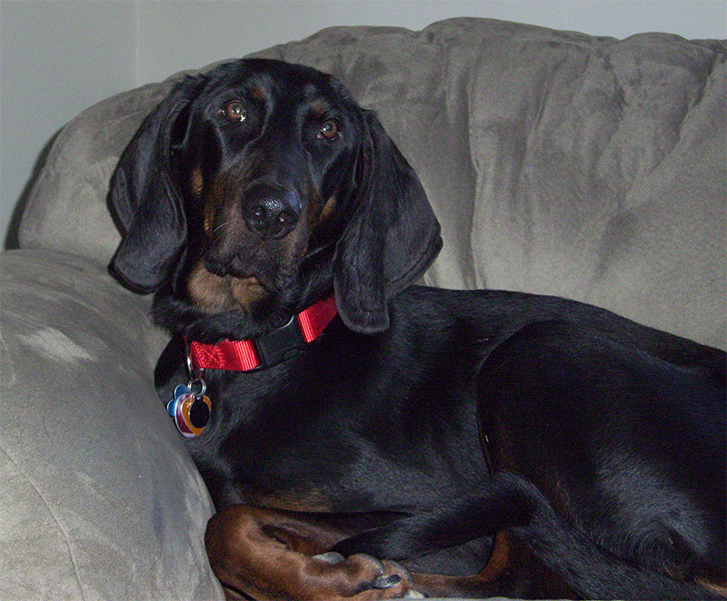 Toby on the couch. I miss you buddy.